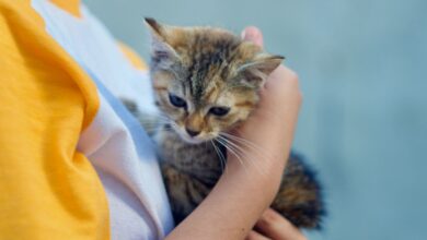 Adoptar Gatos en Madrid: Guía Completa para Encontrar a Tu Nuevo Compañero Felino