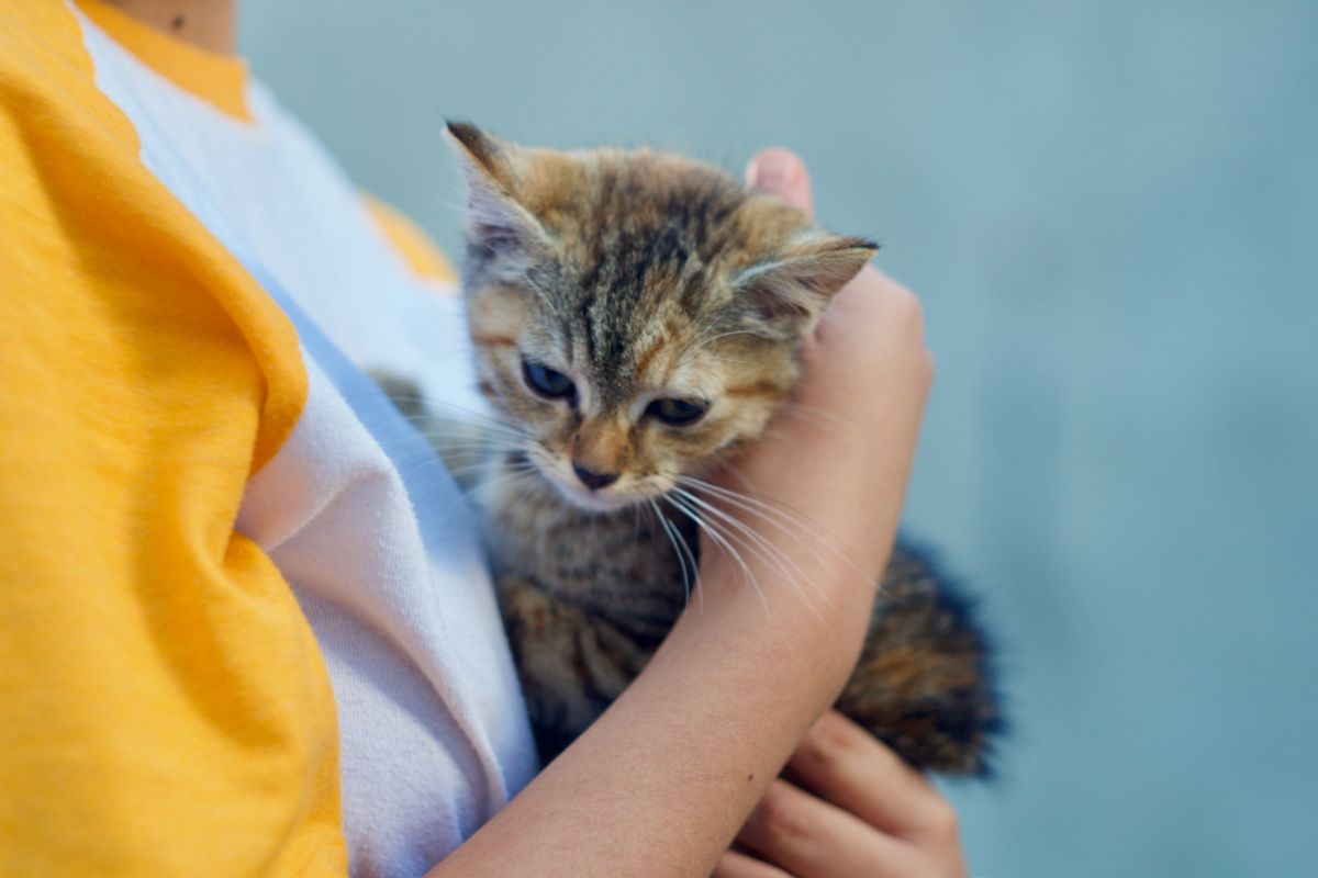 Adoptar Gatos en Madrid: Guía Completa para Encontrar a Tu Nuevo Compañero Felino