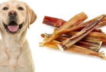 Are Bully Sticks Safe for Dogs