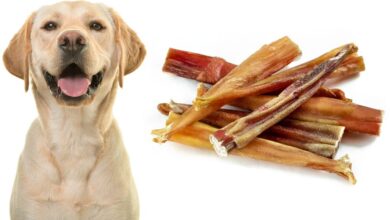 Are Bully Sticks Safe for Dogs