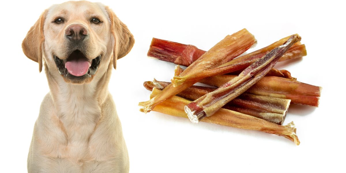 Are Bully Sticks Safe for Dogs