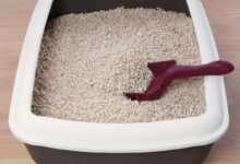 Can You Use Cat Litter as Perlite? A Complete Guide