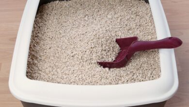 Can You Use Cat Litter as Perlite? A Complete Guide