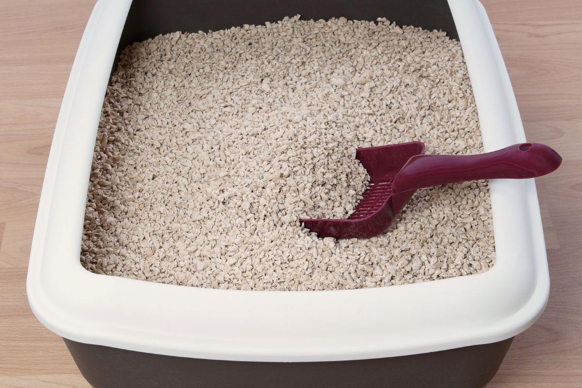 Can You Use Cat Litter as Perlite? A Complete Guide