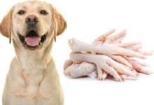 Are Chicken Feet Good for Dogs? Health Benefits and Safety Tips