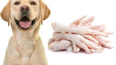 Are Chicken Feet Good for Dogs? Health Benefits and Safety Tips