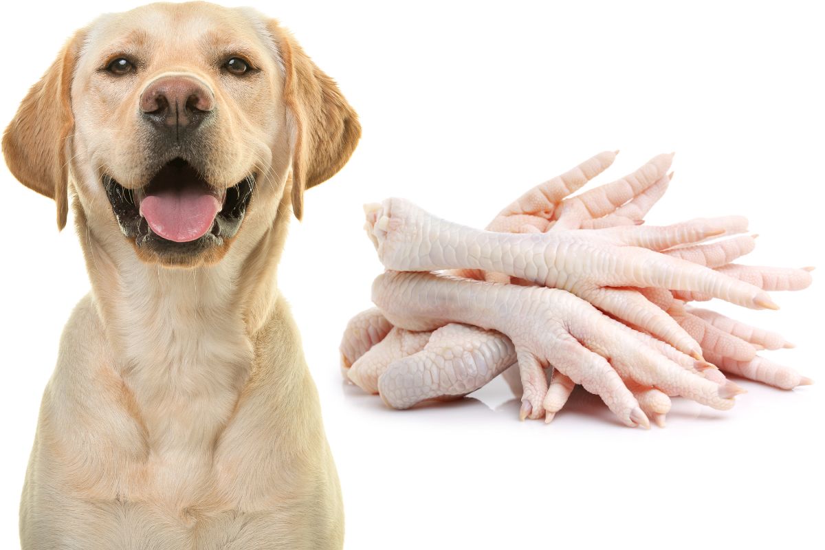 Are Chicken Feet Good for Dogs? Health Benefits and Safety Tips