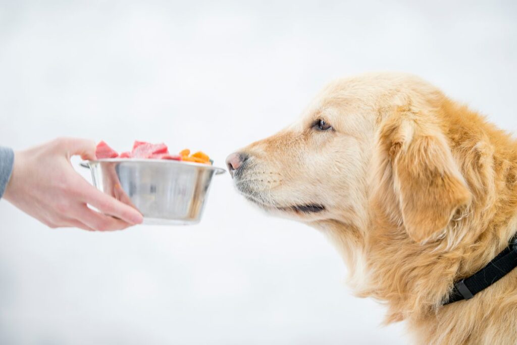 Combien de temps un chien peut rester sans manger ? Ce que vous devez savoir