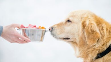 Combien de temps un chien peut rester sans manger ? Ce que vous devez savoir