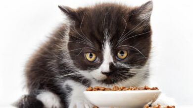 Comida Humeda para Gatos