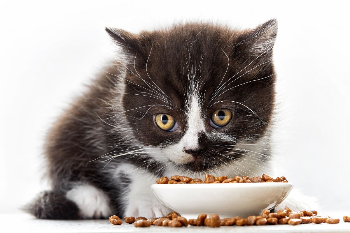 Comida Humeda para Gatos