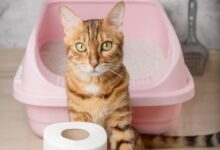 Comment Enlever l'Odeur de Pipi de Chat dans la Maison