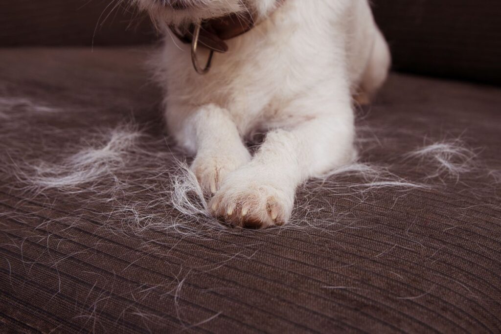 How to get dog hair out of car