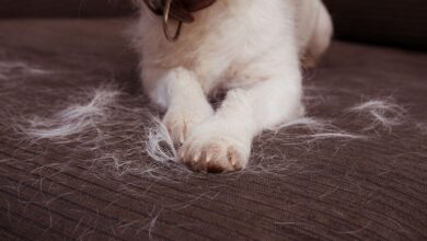 How to get dog hair out of car