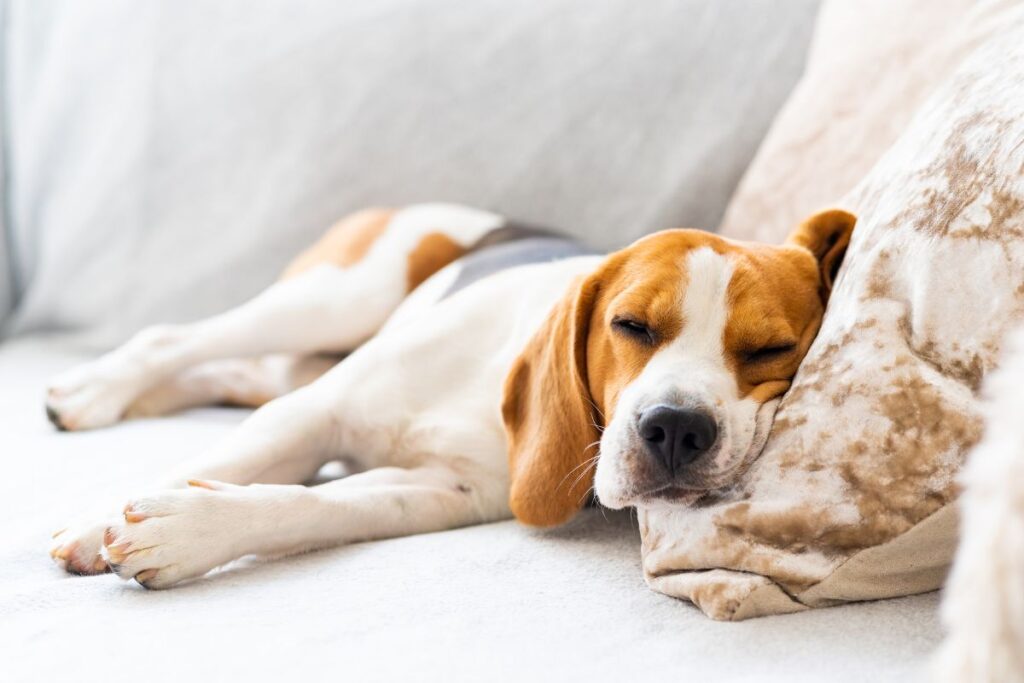 In this guide, we’ll explore the best methods for how to get dog smell out of couch so you can enjoy a clean and odor-free living space.