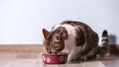 Faut-il Donner de la Pâtée au Chat Tous les Jours ?