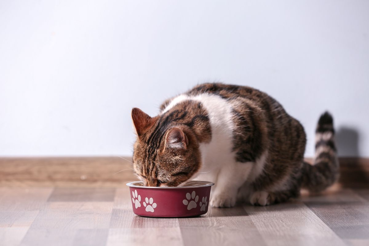 Faut-il Donner de la Pâtée au Chat Tous les Jours ?