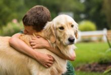 Golden Mountain Dog: A Complete Guide for Owners