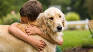 Golden Mountain Dog: A Complete Guide for Owners