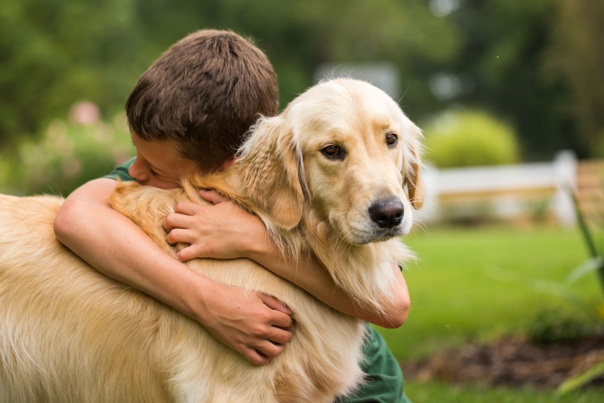 Golden Mountain Dog: A Complete Guide for Owners