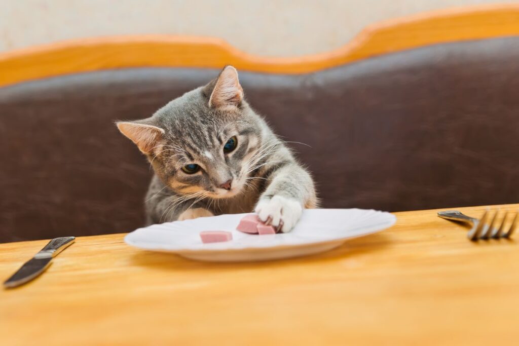 Que Mange un Chat ? Guide Complet sur l'Alimentation Féline