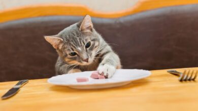 Que Mange un Chat ? Guide Complet sur l'Alimentation Féline