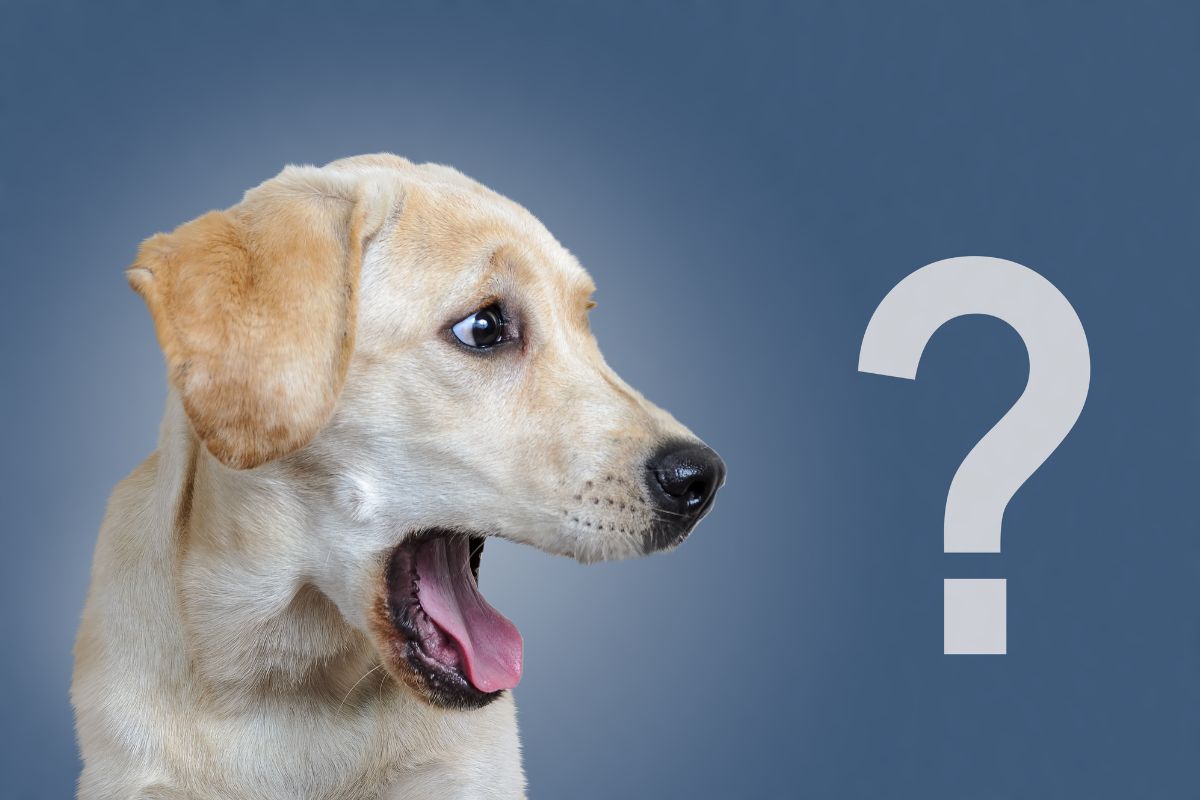 10 Vital Questions for Dog Owners: Expert Care Tips