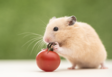 Essential Nutrition for Hamsters: What’s New in 2025