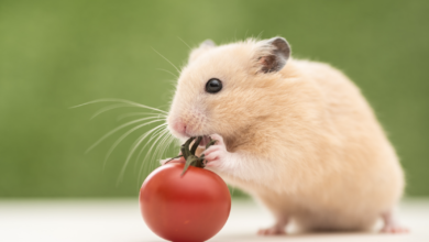 Essential Nutrition for Hamsters: What’s New in 2025