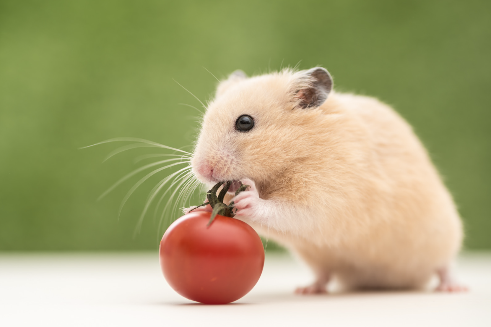 Essential Nutrition for Hamsters: What’s New in 2025