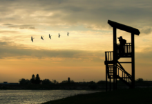 The Surprising Benefits of Bird Watching: How It Enhances Your Well-being