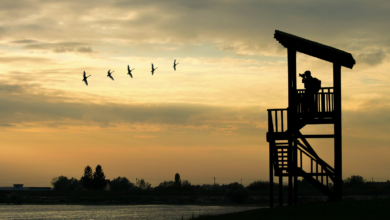 The Surprising Benefits of Bird Watching: How It Enhances Your Well-being