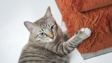 How to Stop Your Cat from Scratching Furniture: Effective Tips and Solutions