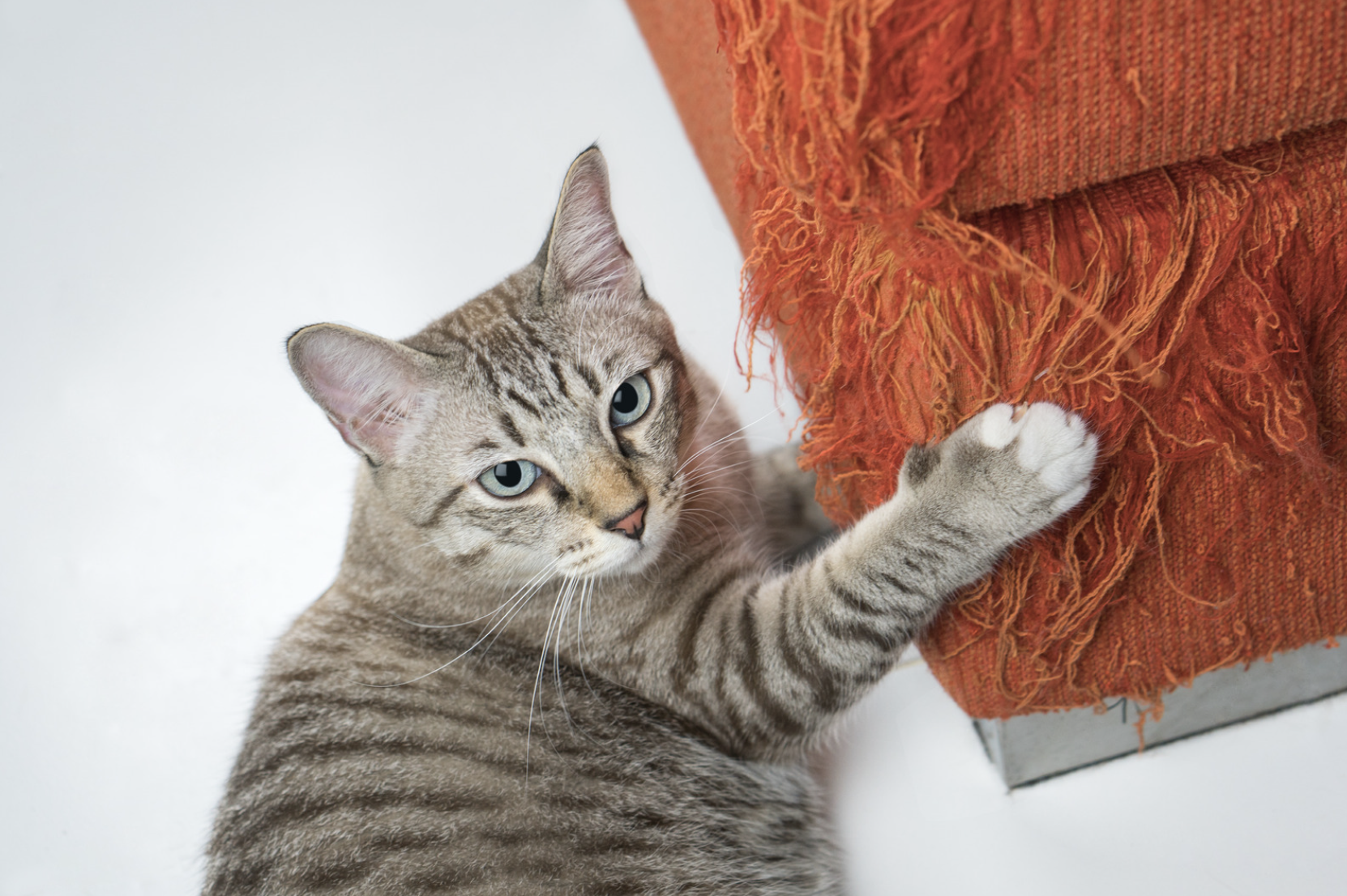 How to Stop Your Cat from Scratching Furniture: Effective Tips and Solutions