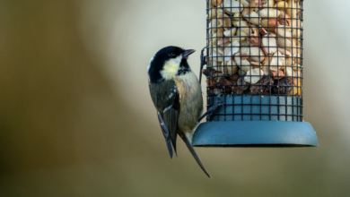 Best Bird Foods: Top Picks to Keep Your Birds Healthy and Happy