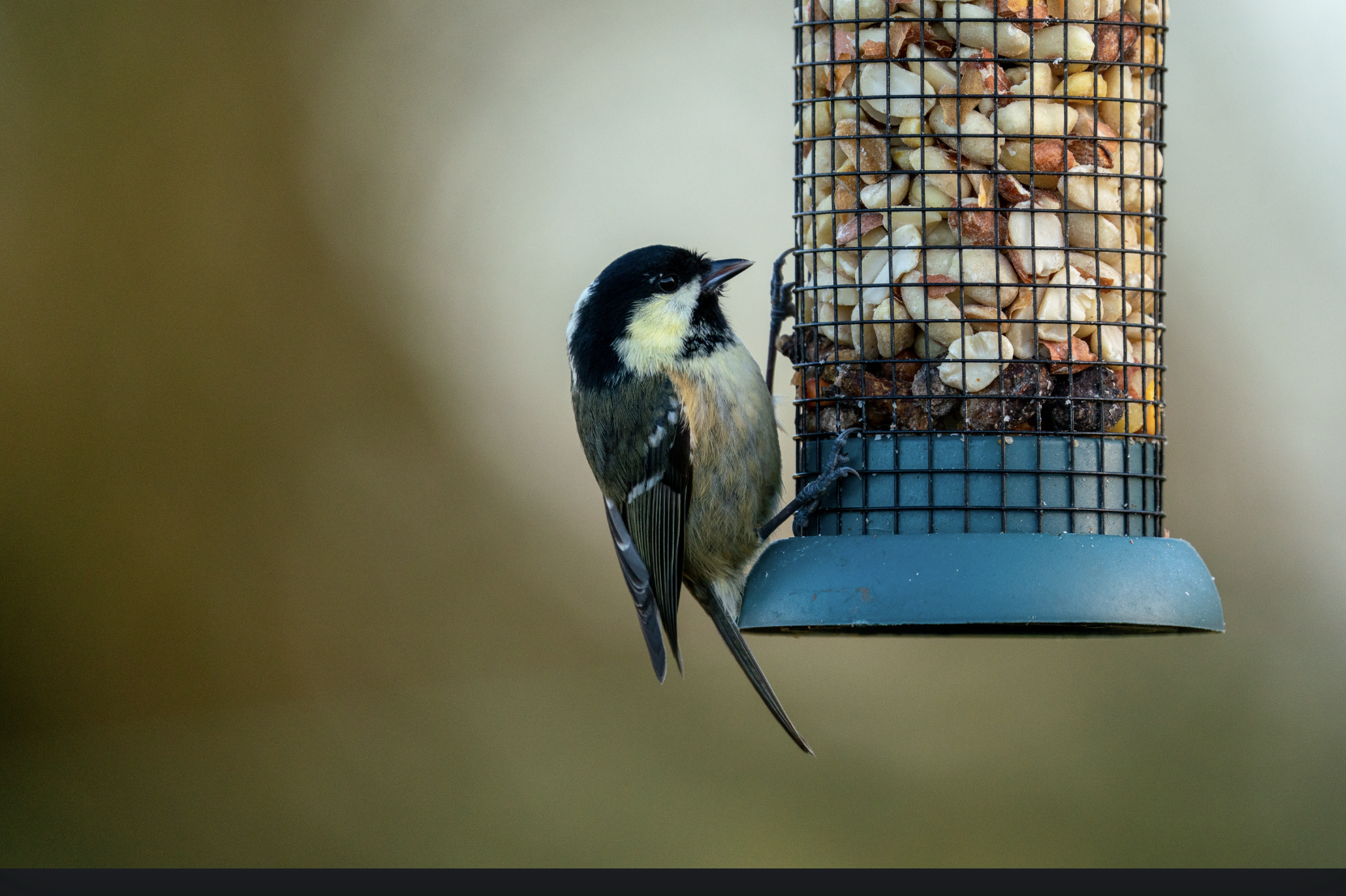 Best Bird Foods: Top Picks to Keep Your Birds Healthy and Happy