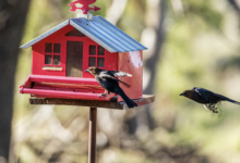 Understanding Bird Behavior : A Guide to Your Feathered Friends' Actions