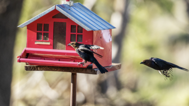 Understanding Bird Behavior : A Guide to Your Feathered Friends' Actions