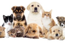 Finding the Perfect Pet: A Guide to Choosing the Right Companion